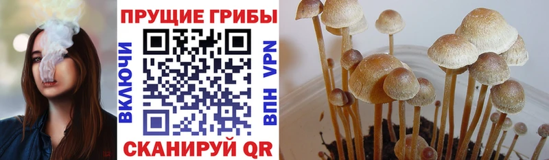 Псилоцибиновые грибы Cubensis  Кувандык 